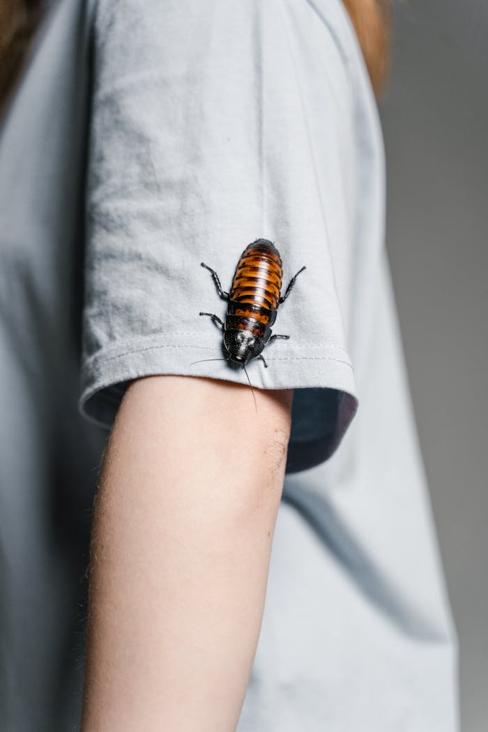 services-06 A close-up of a Madagascar hissing cockroach perched on a person's arm in a gray shirt.
